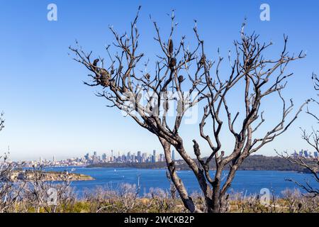 Newly opened in 2023. Fairfax walk and lookouts at North Head, Manly, Sydney, NSW. Stock Photo