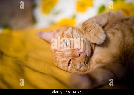 Cat asks for caresses while enjoying the warm spring sun lying on a table on the balcony Stock Photo