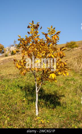 A solitary tree proudly stands on a picturesque hillside Stock Photo