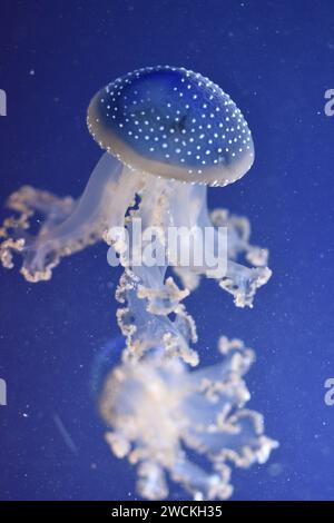 Close up image of jellyfish Stock Photo