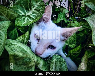 White cat with blue eyes among green leaves. Stock Photo
