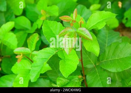 Poison oak, Marian R Bear Memorial Park, San Diego, California Stock Photo