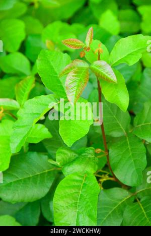 Poison oak, Marian R Bear Memorial Park, San Diego, California Stock Photo