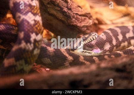 Denver, Colorado - A Northwest Carpet Python (Morelia spilota variegata) at the Denver Zoo. The snake is native to northern Australia. Stock Photo