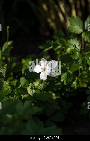 A single white anemone flower illuminated by the warm sun. Stock Photo