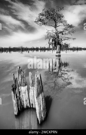 A bald cypress tree and remnant stump reflected in a lake in the Henderson Swamp in the Atchafalaya Basin in Louisiana. Stock Photo