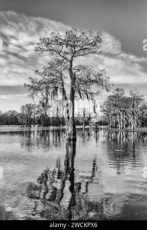 A bald cypress tree draped with Spanish moss reflected in a lake in the Atchafalaya Basin in Louisiana. Stock Photo