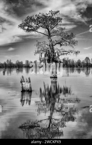 A bald cypress tree and remnant stump reflected in a lake in the Henderson Swamp in the Atchafalaya Basin in Louisiana. Stock Photo