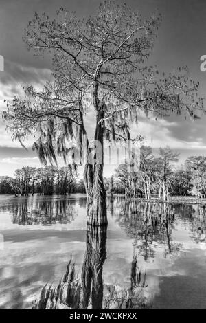 A bald cypress tree draped with Spanish moss reflected in a lake in the Atchafalaya Basin in Louisiana. Stock Photo