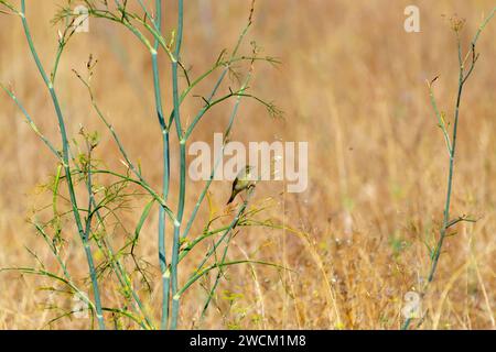 Greenfinch resting perched on a branch Stock Photo