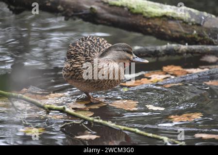 Female Mallard Duck (Anas platyrhynchos) Standing on One Leg in Right-Profile, in Shallow Water, Scratching Side of Head, taken in the UK in Winter Stock Photo