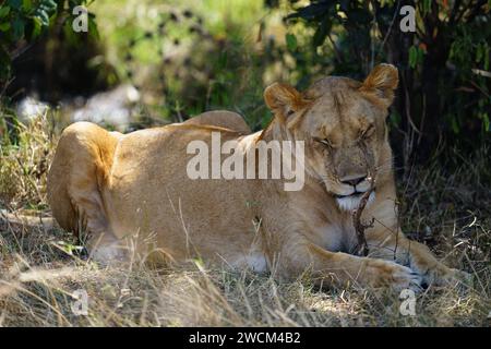 lioness laying in the grass, savannah Stock Photo