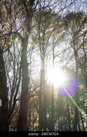 Bright Sunlight Shines Through Tree Branches with Lens Flares Stock Photo