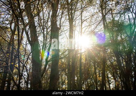 Bright Sunlight Shines Through Tree Branches with Lens Flares Stock Photo