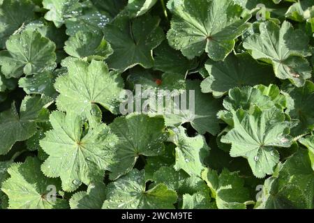 droplets of water on dwarf Lady's mantle Alchemilla erythropoda foliage in UK garden September Stock Photo