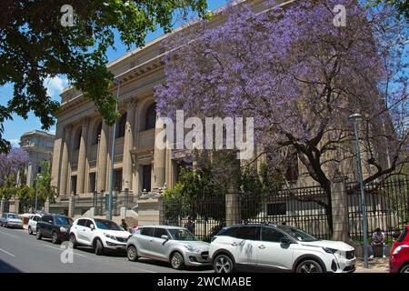 Santiago, Chile, A magnificent Purple Jacaranda tree at the rear of National Library of Chile. Stock Photo