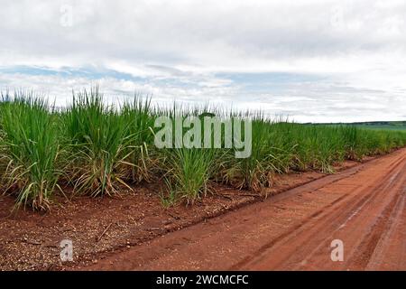 Sugar cane plantation in Ribeirao Preto, Sao paulo, Brazil Stock Photo