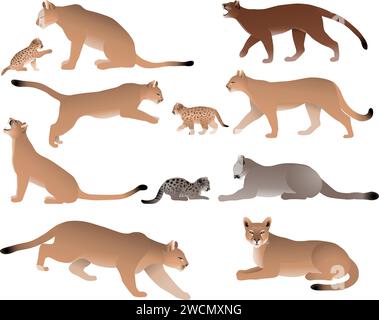 Collection of cougars also named pumas or mountain lions and its cubs in colour image Stock Vector