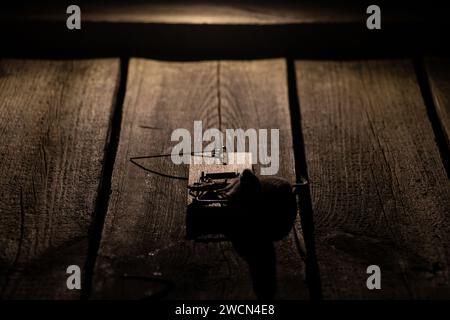 Dead mouse in a mousetrap on the floor at home, mousetrap and mouse, trap Stock Photo