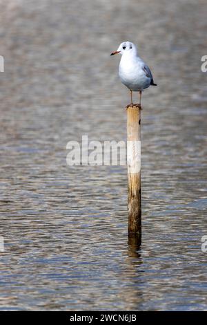 Seagull perched on wooden pole in water. Stock Photo