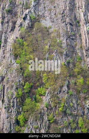 Steep rock face, sparse vegetation with various tree species: oak trees (Quercus), warty birch (Betula pendula), european rowan (Sorbus aucuparia) or Stock Photo