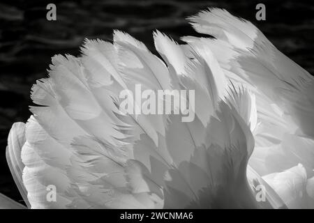Close up feathers belonging to a Mute Swan in black and white Stock Photo