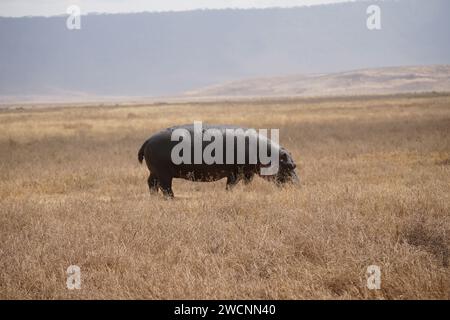 hippo on grassland, full body, side view Stock Photo