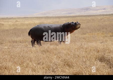 hippo on grass, full body, side, face, nose up Stock Photo