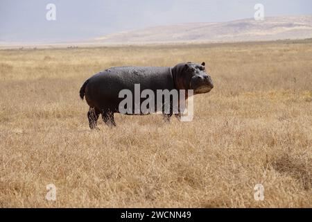 hippo on grass, full body, side, face, looking Stock Photo