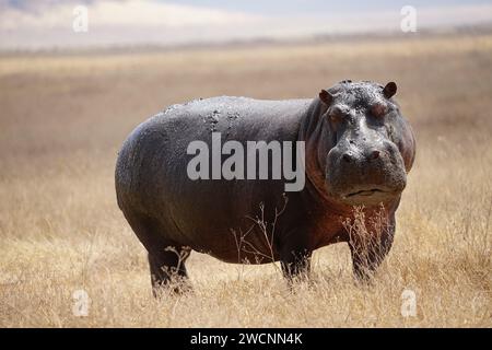 hippo on grass, full body, face, side, front Stock Photo