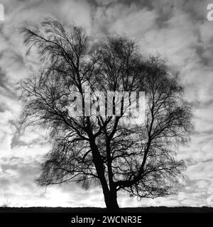 tree silhouette  against dramatic sky Stock Photo