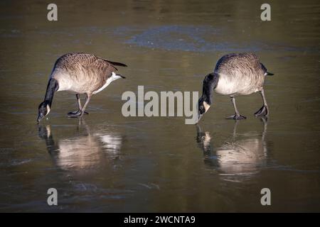 Pair of Canada Geese standing on frozen lake surface trying to break the ice Stock Photo