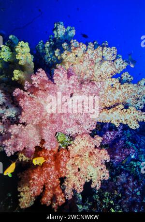 Alcyonacea, or soft corals, are an order of corals. In addition to the fleshy soft corals, the order Alcyonacea Stock Photo