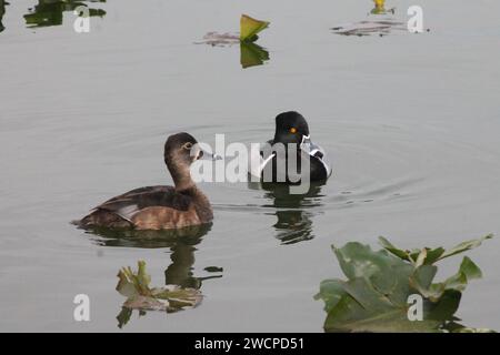 Nice day for this two wild duck birds swimming at the lake Stock Photo
