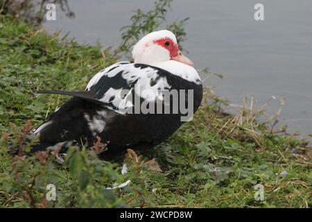 Muscovy duck white and black color resting beside the lake Stock Photo