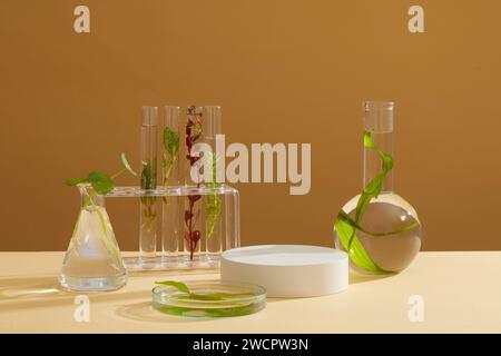 Several types of seaweed are filled in laboratory glassware. Brown background featured a round podium. Seaweed has anti-aging and anti-inflammatory be Stock Photo