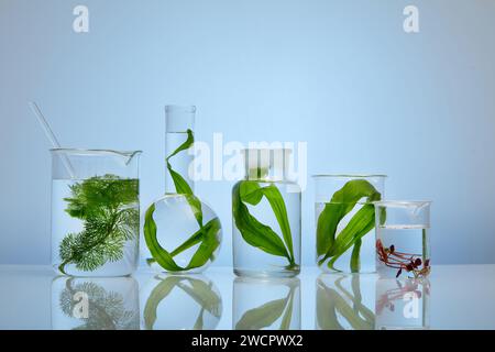 Science advertising laboratory background featured different types of glassware of seaweed and water arranged in a line. Seaweed help cleansing and de Stock Photo