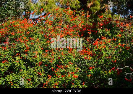 Cape honeysuckle or Tecoma capensis shrub with orange red flowers in Glyfada, Attica, Greece Stock Photo