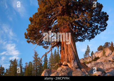 Juniper, Carson Pass National Scenic Byway, Toiyabe National Forest, California Stock Photo