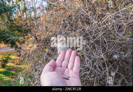 Sparrow eats seeds from a man's hand. A Sparrow bird sitting on the hand and eating nuts. Stock Photo