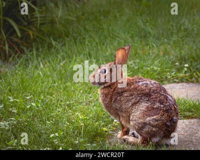 Eastern cottontail rabbit sitting on a garden edge in Ontario, Canada Stock Photo