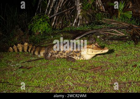 The Spectacled Caiman (Caiman crocodilus)  on the night hunt at La Laguna Del Lagarto Lodge, Costa Rica Stock Photo