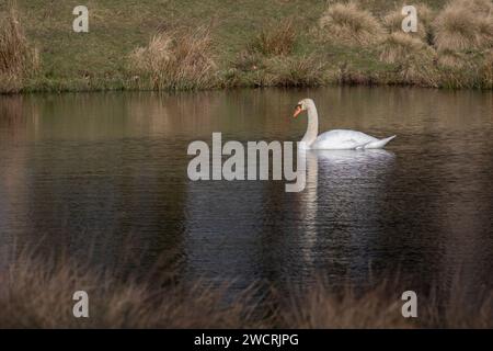 A mute swan is captured in this serene scene as it swims on a small pool. It is reflected in the water and there is space for text around the bird Stock Photo