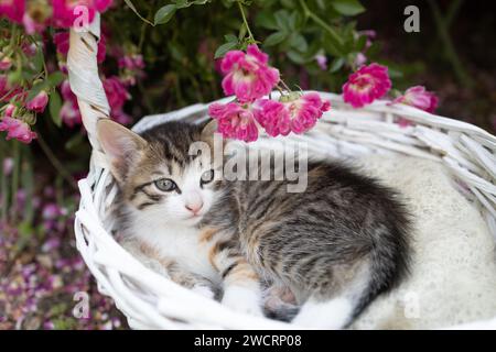 small gray-white tabby kitten lies in a wicker basket in a flowerbed near a blooming rose bush. childhood of a beloved pet, beautiful cards, harmony o Stock Photo