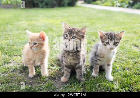Three small, assorted kittens, 2 months old, are sitting on the lawn in the yard and looking around with curiosity. Favorite pets walking in nature. c Stock Photo