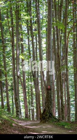 A pathway winding through a serene forest Stock Photo - Alamy