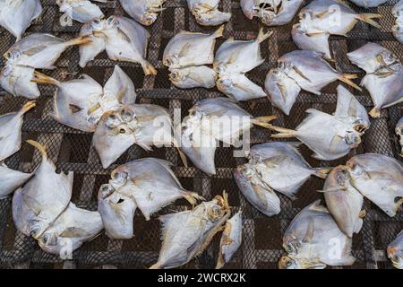 Closeup view of silver pomfret fish or pampus argenteus drying outdoors on bamboo rack, Maheshkhali island, Cox's Bazar, Bangladesh Stock Photo