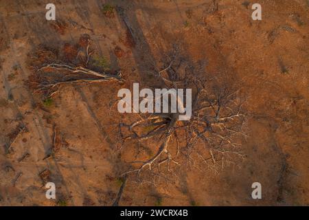 Large Baobab trees, Adonsonia digital, are seen in Zimbabwe's Zambezi Valley. Stock Photo