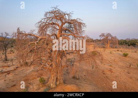 Large Baobab trees, Adonsonia digital, are seen in Zimbabwe's Zambezi Valley. Stock Photo