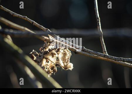 remnants of a spider's nest on a tree branch Stock Photo